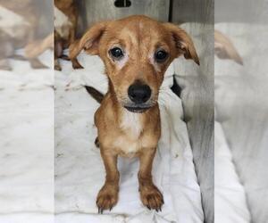Chihuahua-Unknown Mix Dogs for adoption in San Antonio, TX, USA