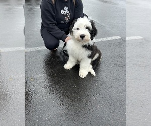 Old English Sheepdog Puppy for sale in PORTLAND, OR, USA