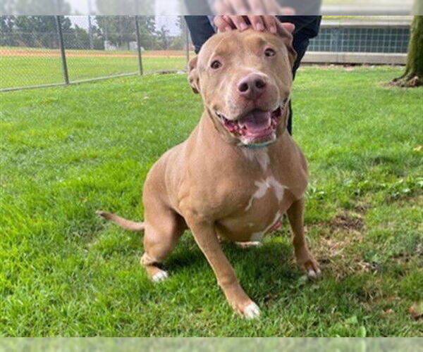 Medium Photo #2 American Pit Bull Terrier Puppy For Sale in Rancho Cucamonga, CA, USA