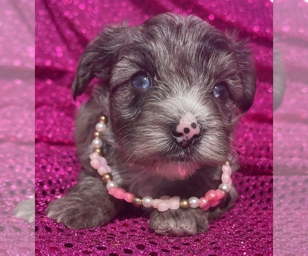 Medium Photo #14 Yorkshire Terrier Puppy For Sale in MIAMI, FL, USA