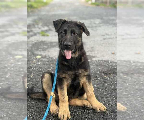 Medium Photo #2 German Shepherd Dog Puppy For Sale in NEWVILLE, PA, USA