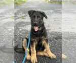 Small #1 German Shepherd Dog