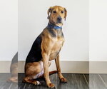 Small #5 Plott Hound