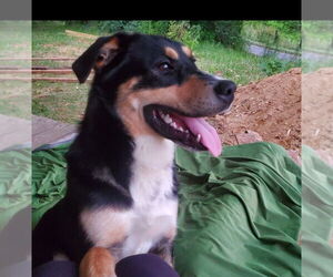 Rottweiler-Siberian Husky Mix Dogs for adoption in Candler, NC, USA