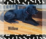 Willow - Female Mutt Dog for Adoption - Small photo