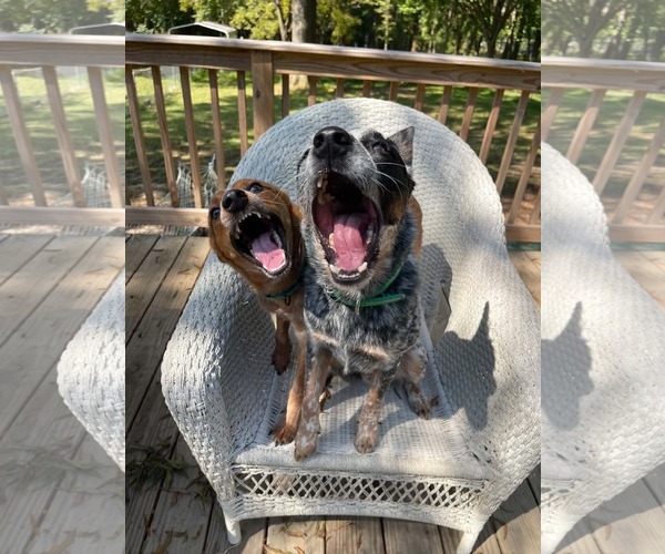 Medium Photo #4 Mutt Puppy For Sale in Garden City, NY, USA