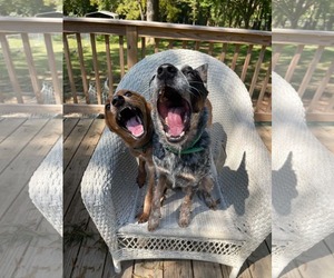 Wyatt - Male Mutt Dog for Adoption - Photo #4