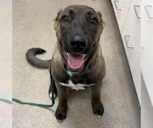 Mutt Dogs for adoption in HESPERIA, CA, USA