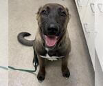 A128793 - Female Mutt Dog for Adoption - Small photo