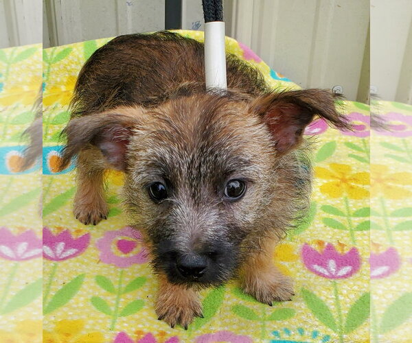 Medium Photo #1 Cairn Terrier Puppy For Sale in Mountain View, MO, USA