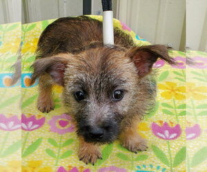 Cairn Terrier Dogs for adoption in Mountain View, MO, USA