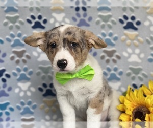 Border Collie-Pembroke Welsh Corgi Mix Puppy for sale in LANCASTER, PA, USA
