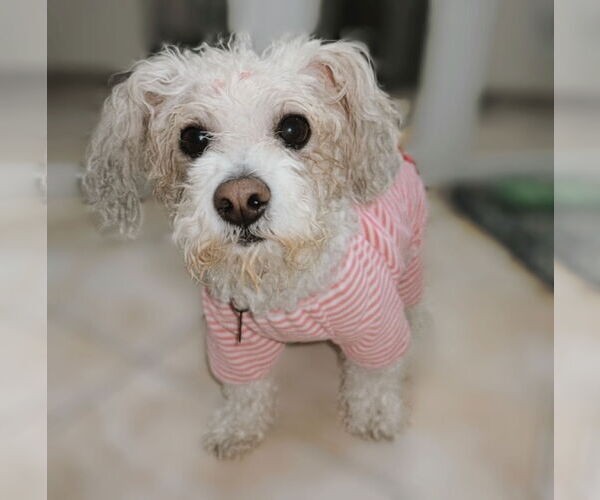 Medium Photo #1 Maltese Puppy For Sale in Menifee, CA, USA