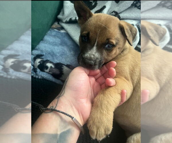 Medium Photo #1 Mutt Puppy For Sale in Dana Point, CA, USA