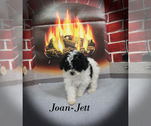 Medium Photo #17 Poodle (Toy) Puppy For Sale in CHANUTE, KS, USA