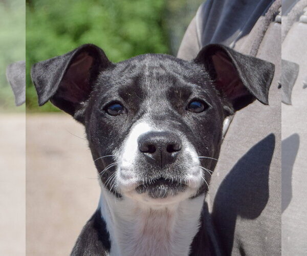 Medium Photo #1 American Staffordshire Terrier-Unknown Mix Puppy For Sale in Huntley, IL, USA