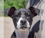 Small American Staffordshire Terrier Mix