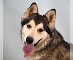Small #1 Alaskan Malamute