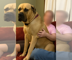 Father of the Cane Corso puppies born on 10/02/2025