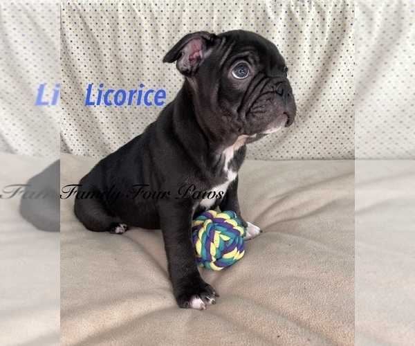 Medium Photo #1 Faux Frenchbo Bulldog Puppy For Sale in HOODSPORT, WA, USA