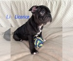 Puppy Licorice Faux Frenchbo Bulldog