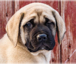 Small Photo #4 Mastiff Puppy For Sale in WAKARUSA, IN, USA