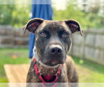 Small #8 American Pit Bull Terrier Mix