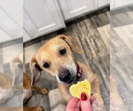 Small #2 Dachshund Mix