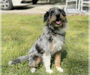 Mutt Dogs for adoption in Yardley, PA, USA