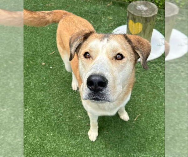 Medium Photo #2 Alaskan Malamute-German Shepherd Dog Mix Puppy For Sale in Ball Ground, GA, USA