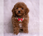 Small Photo #45 Maltipoo (Miniature) Puppy For Sale in WARSAW, IN, USA