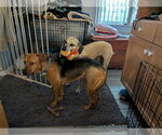 Small #19 Black Mouth Cur Mix