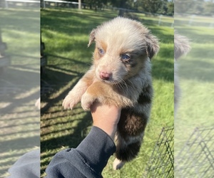 Australian Shepherd Puppy for Sale in BLACKSHEAR, Georgia USA