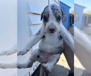 Labrador Retriever-Unknown Mix Dogs for adoption in Houston, TX, USA