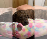 Small American Pit Bull Terrier Mix
