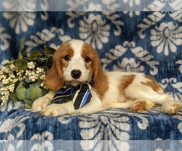Medium Photo #2 Cavapoo Puppy For Sale in STEVENS, PA, USA