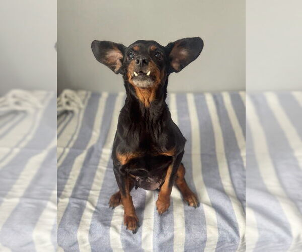 Medium Photo #2 Chihuahua-Unknown Mix Puppy For Sale in Oak Bluffs, MA, USA