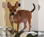 Small #1 Chihuahua Mix