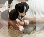 Small #3 Great Dane