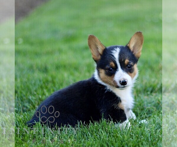 Medium Photo #4 Pembroke Welsh Corgi Puppy For Sale in PARADISE, PA, USA