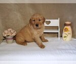 Puppy Skittles Golden Retriever