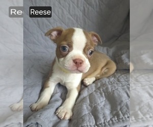 Boston Terrier Puppy for Sale in MINERAL WELLS, West Virginia USA