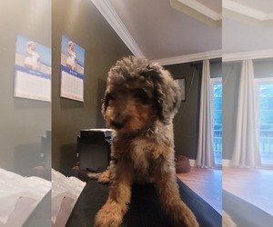 Aussiedoodle Puppy for sale in APPLING, GA, USA