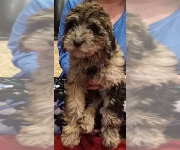 Medium Photo #7 Labradoodle Puppy For Sale in JEFFERSONTOWN, KY, USA