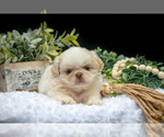 Puppy Taffy Shih Tzu