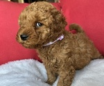 Small #21 Goldendoodle (Miniature)