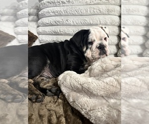 Bulldog Puppy for sale in ROYSE CITY, TX, USA