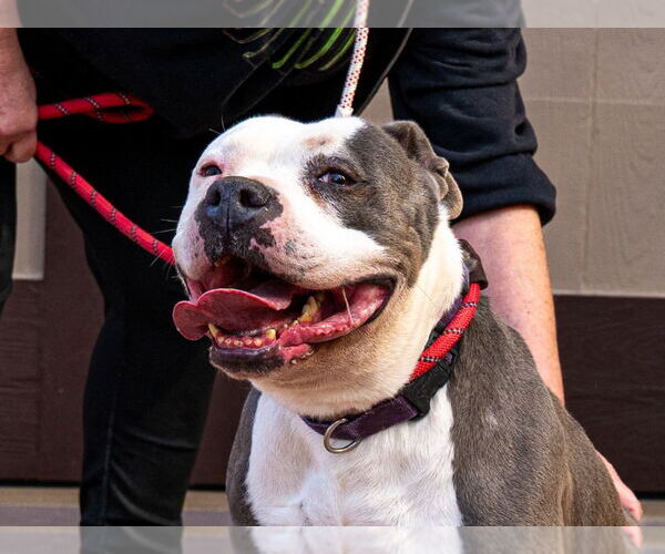 Medium Photo #4 American Staffordshire Terrier-Unknown Mix Puppy For Sale in Lake Forest, CA, USA