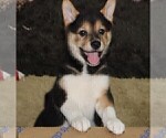 Small Photo #2 Shiba Inu Puppy For Sale in MANITO, IL, USA