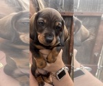 Puppy Puppy 1 Dachshund